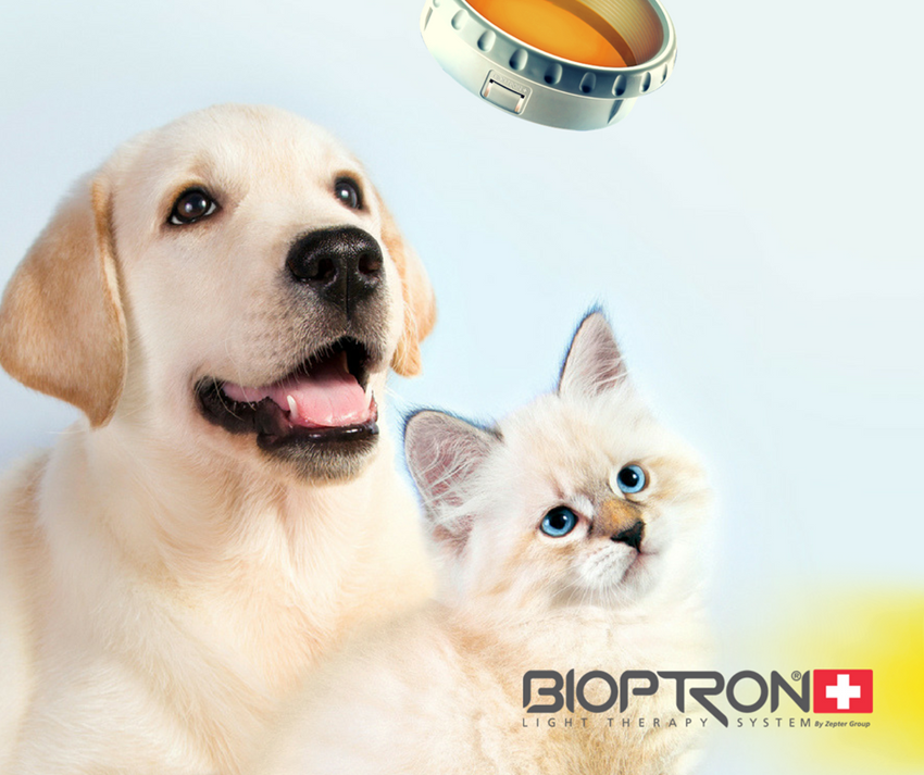 Bioptron Hyperpolarized Light in Veterinary Medicine