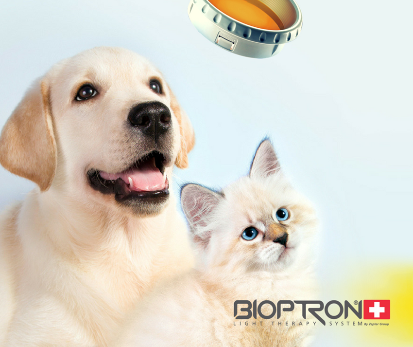 Bioptron Hyperpolarized Light in Veterinary Medicine Bioptron Hyperpolarized Light in Veterinary Medicine